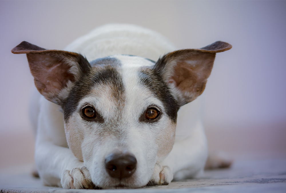 Hundeversicherung